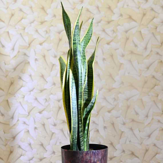 Sanseveria