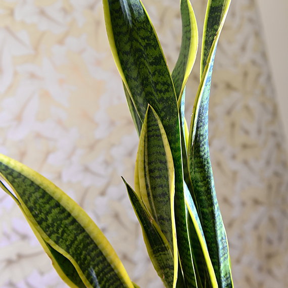 Sanseveria - immagine 2